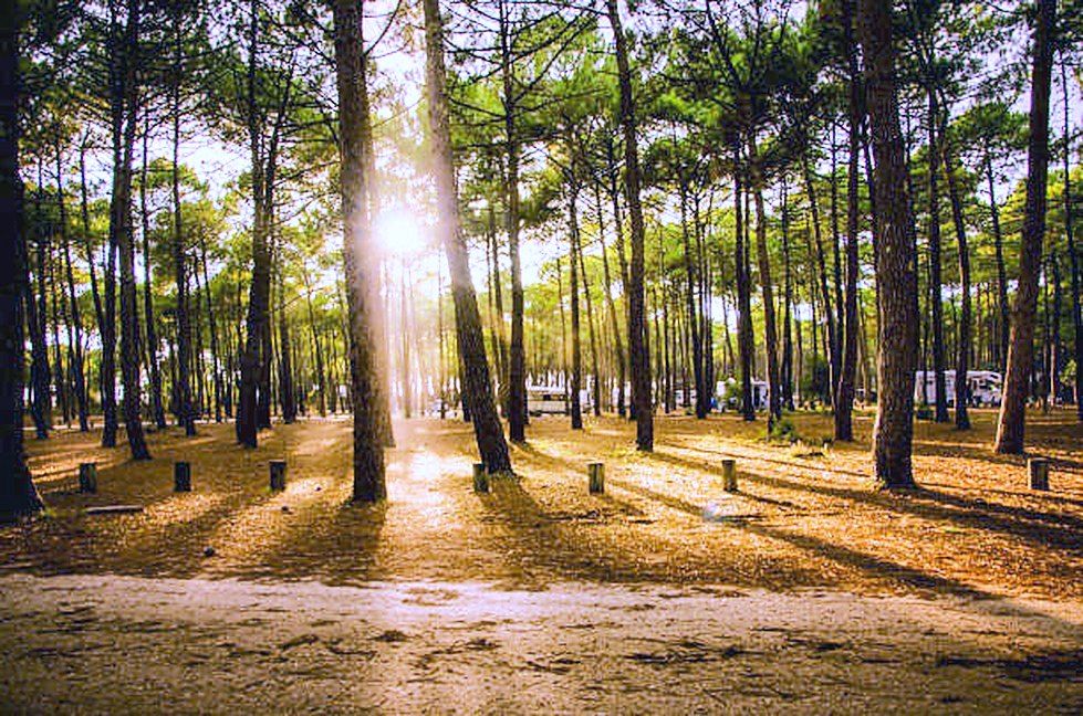 Soleil couchant à travers les pins de la forêt landaise
